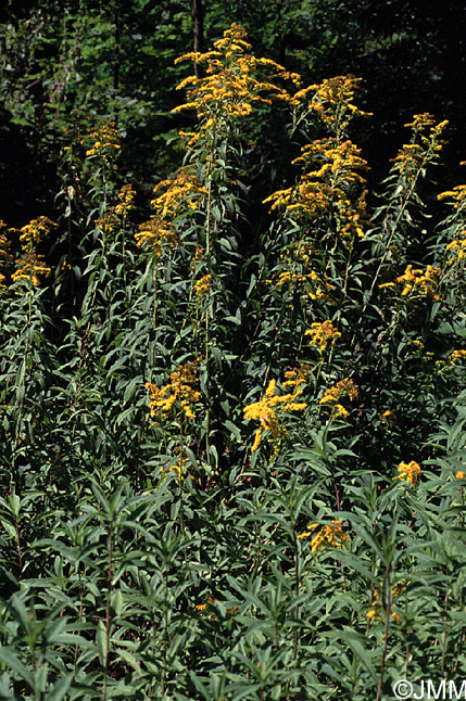 Solidago canadensis