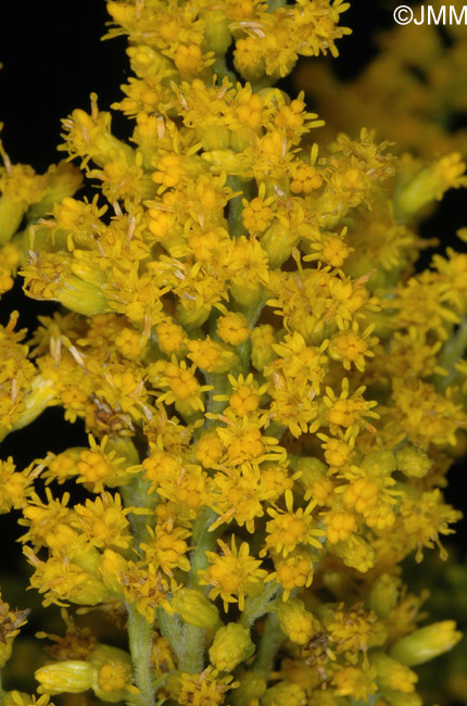 Solidago canadensis