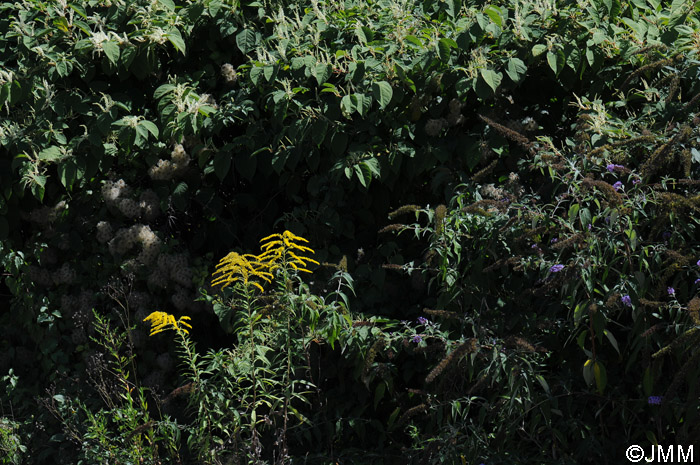 Reynoutria japonica, Buddleja davidii et Solidago canadensis