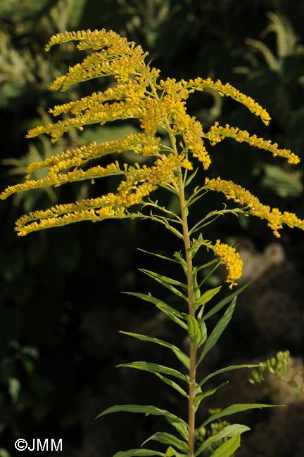 Solidago canadensis