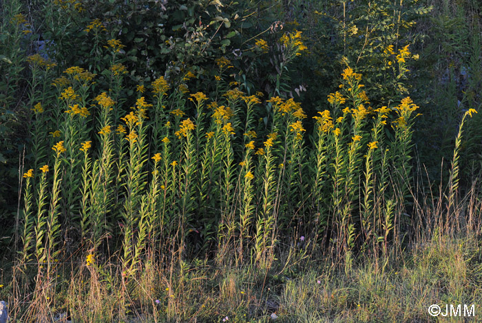 Solidago gigantea