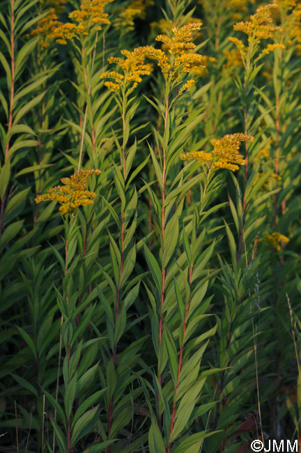 Solidago gigantea