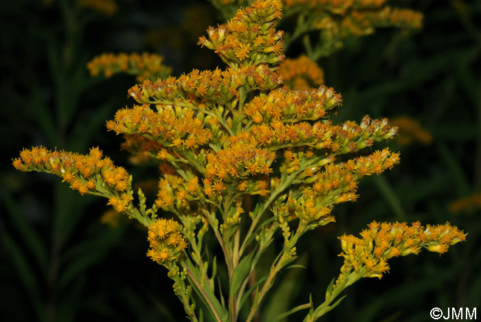 Solidago gigantea