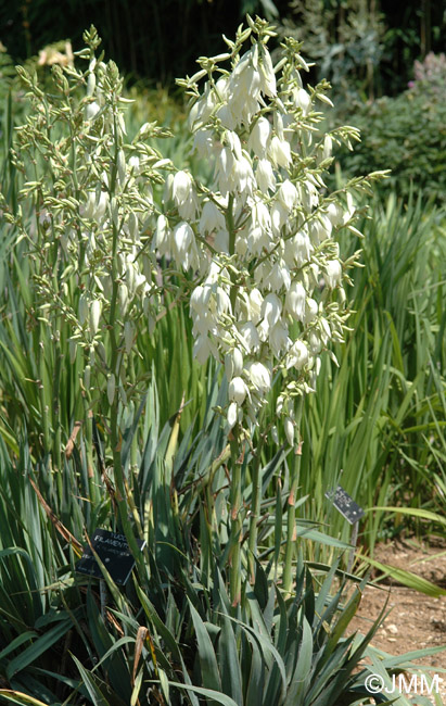 Yucca filamentosa