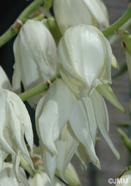 Yucca filamentosa