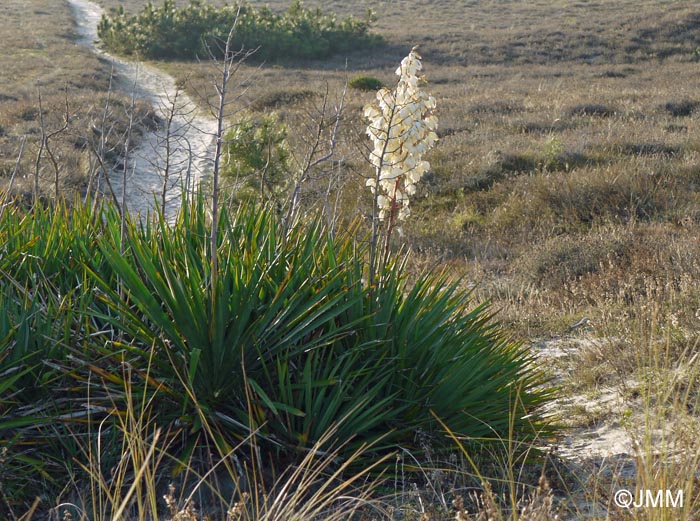 Yucca gloriosa