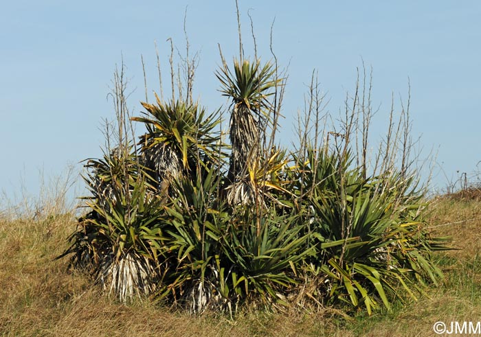 Yucca gloriosa