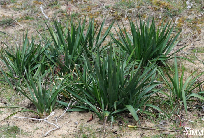 Yucca gloriosa