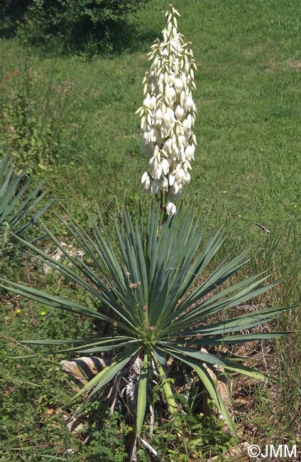 Yucca gloriosa