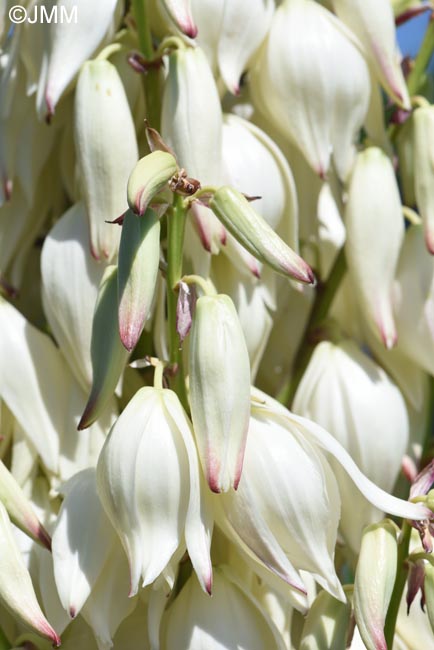 Yucca gloriosa