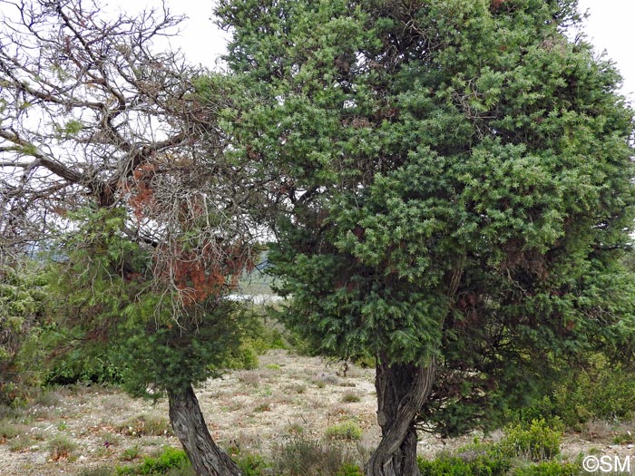 Arceuthobium oxycedri sur Juniperus oxycedrus