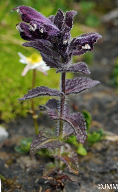 Bartsia alpina