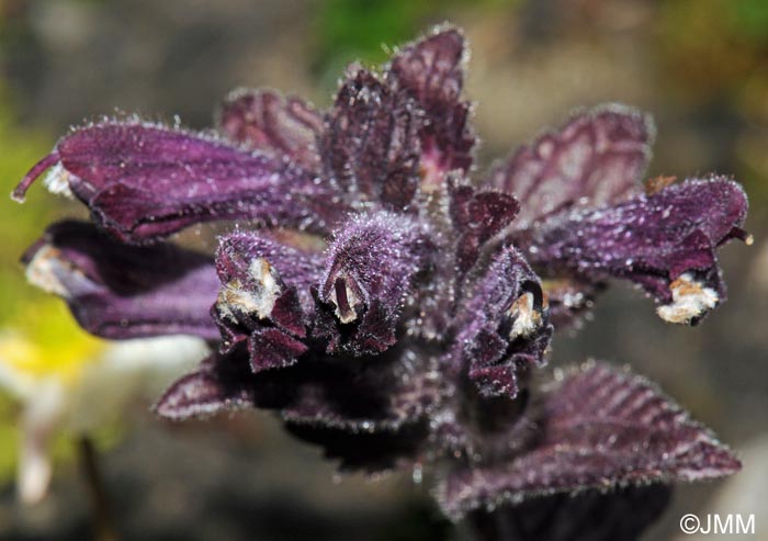 Bartsia alpina