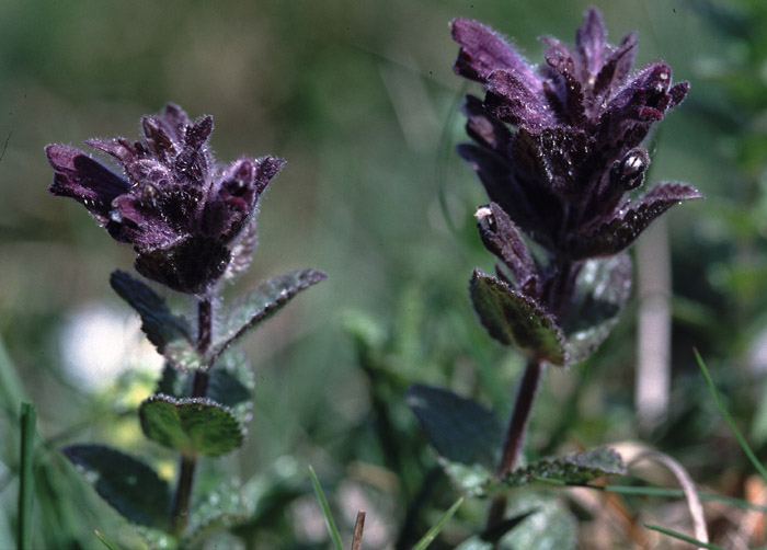 Bartsia alpina