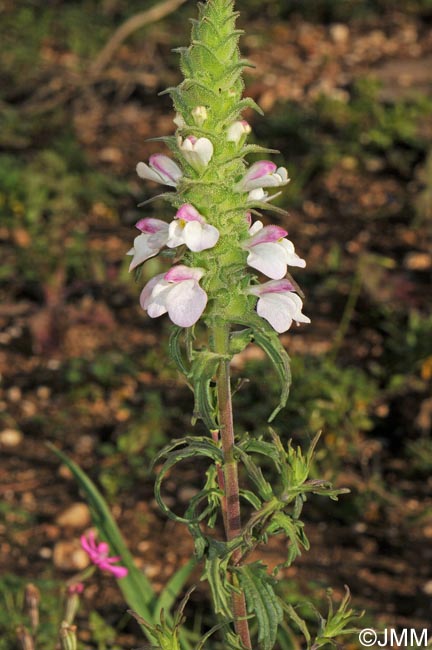 Bartsia trixago = Bellardia trixago