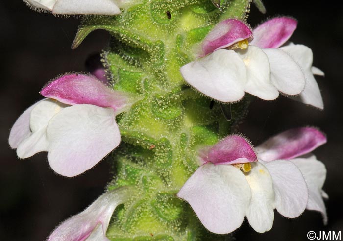 Bartsia trixago = Bellardia trixago