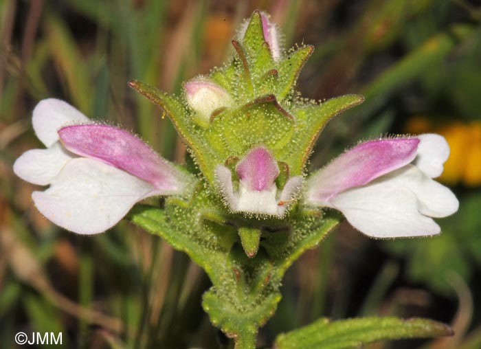 Bartsia trixago = Bellardia trixago