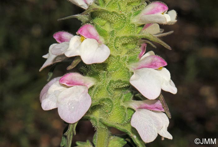 Bartsia trixago = Bellardia trixago