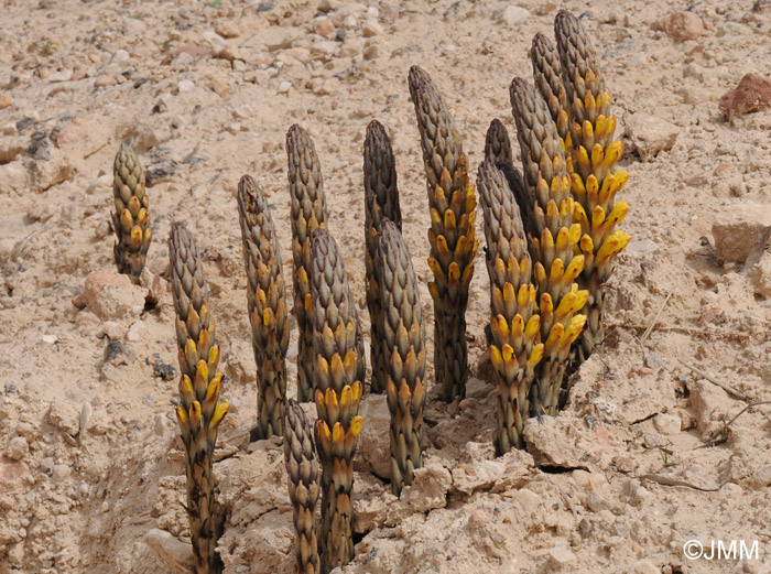 Cistanche phelypaea