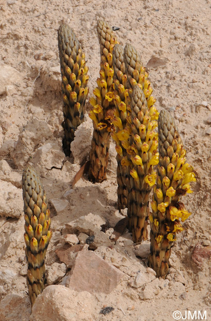 Cistanche phelypaea