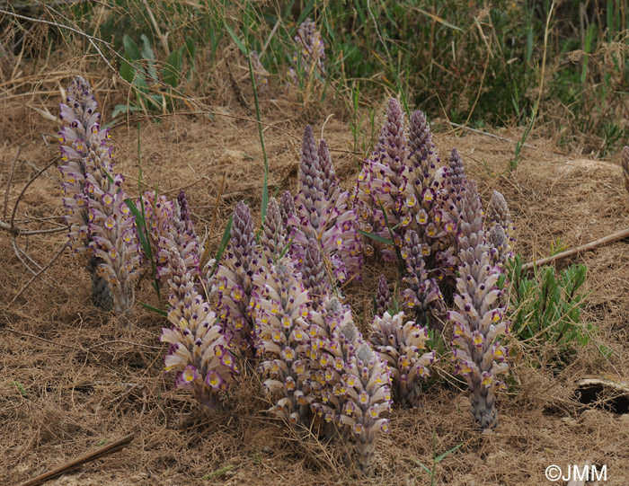 Cistanche violacea