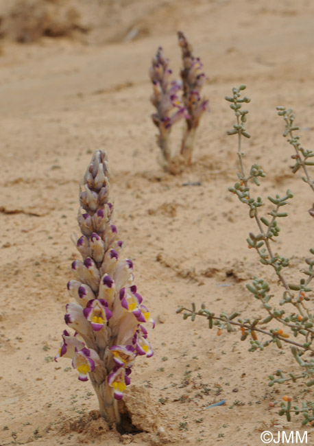 Cistanche violacea