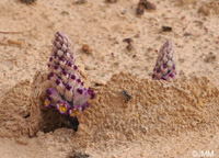 Cistanche violacea