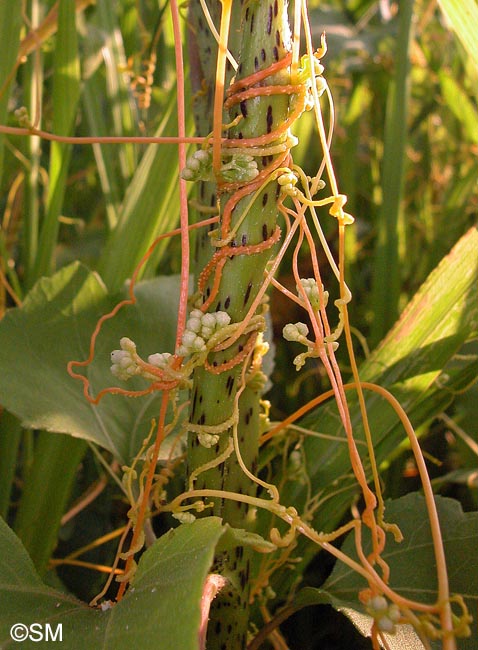 Cuscuta campestris