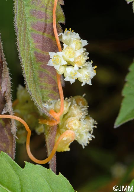 Cuscuta campestris