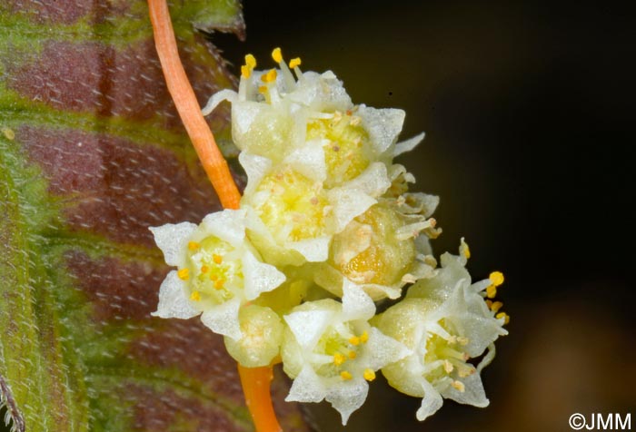 Cuscuta campestris