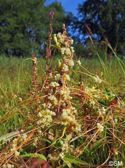 Cuscuta campestris