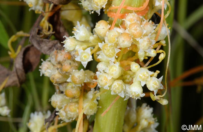 Cuscuta campestris