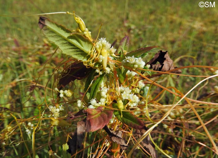 Cuscuta campestris