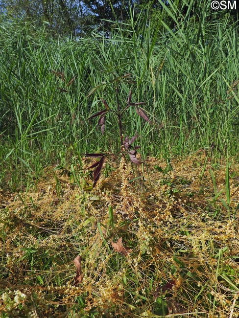 Cuscuta campestris