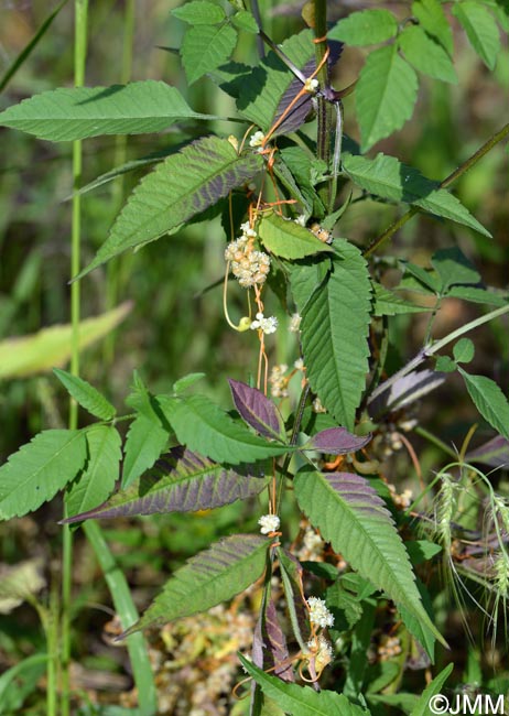 Cuscuta campestris