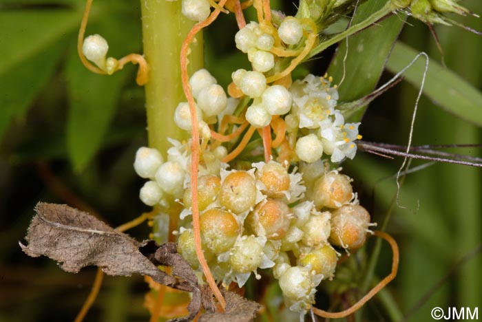 Cuscuta campestris