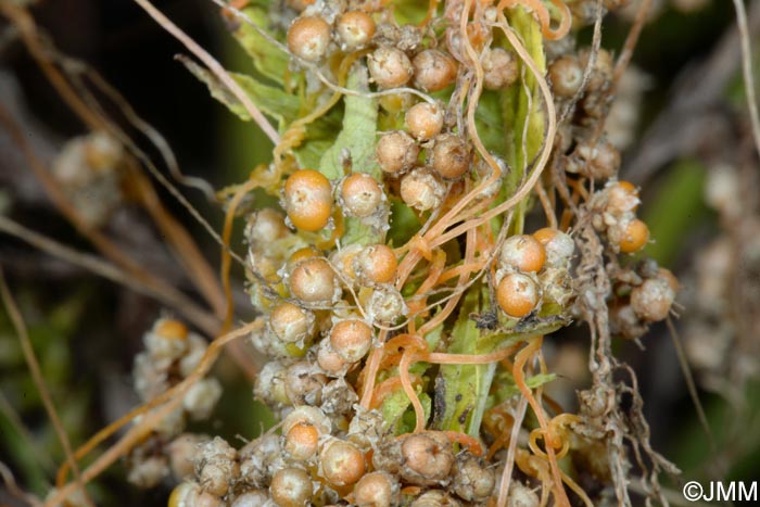 Cuscuta campestris