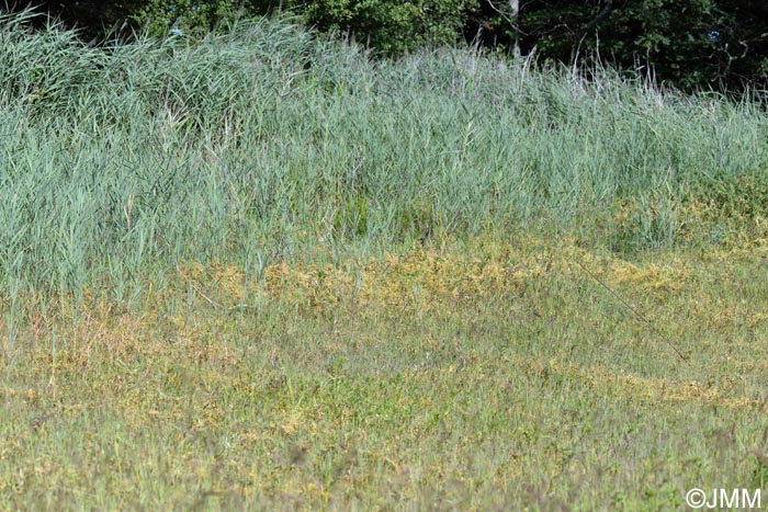 Cuscuta campestris