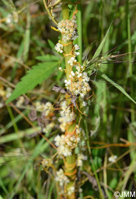 Cuscuta campestris