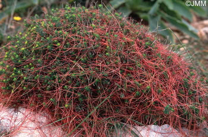 Cuscuta epithymum 