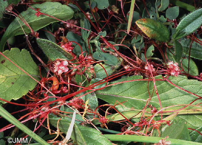 Cuscuta epithymum