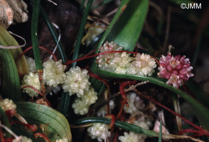 Cuscuta epithymum 