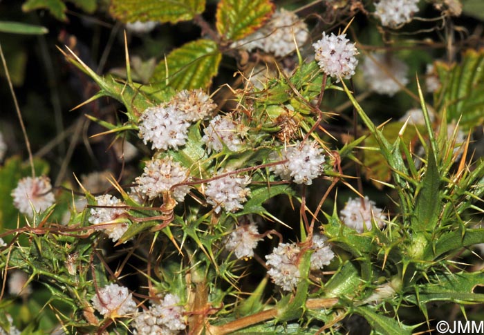 Cuscuta epithymum subsp. corsicana