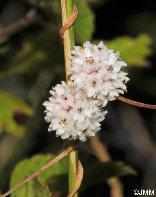 Cuscuta epithymum subsp. corsicana