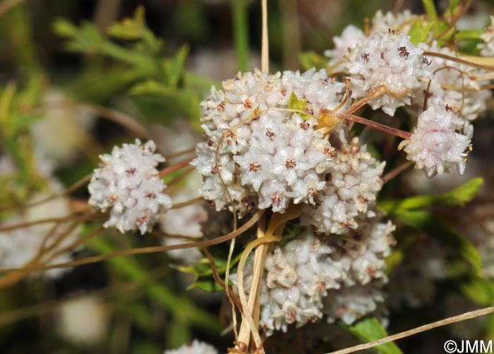 Cuscuta epithymum subsp. corsicana