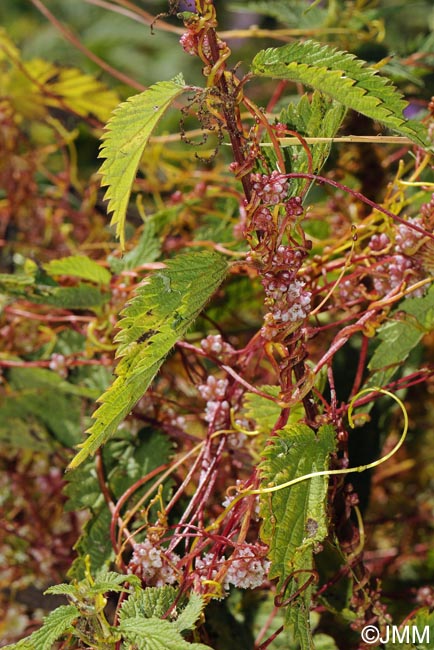 Cuscuta europaea = Cuscuta major