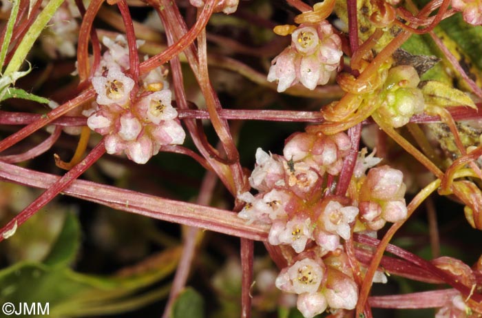 Cuscuta europaea = Cuscuta major