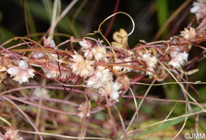 Cuscuta planiflora = Cuscuta planiflora var. planiflora