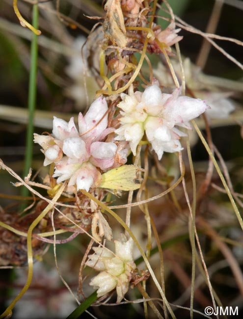 Cuscuta planiflora = Cuscuta planiflora var. planiflora