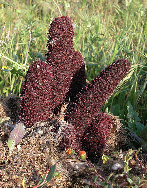 Cynomorium coccineum